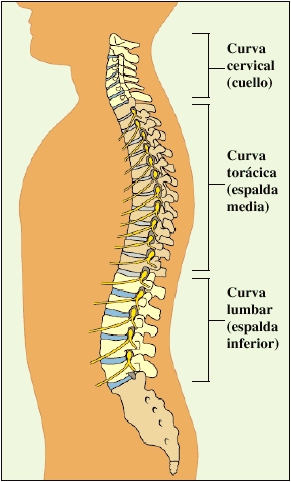 Krames Online - Anatomía de una columna vertebral normal