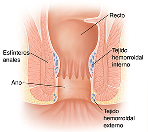 Corte transversal de ano y recto normales.